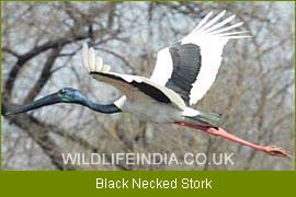 Black Necked Stork, Birding India 