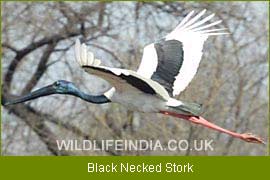 Black Necked Stork