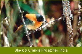 Black & Orange Flycatcher, India 