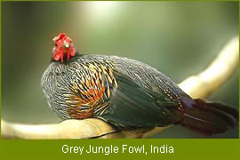 Grey Jungle Fowl, India  