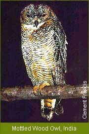 Mottled Wood Owl, India   