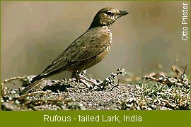 Rufous - tailed Lark, India    