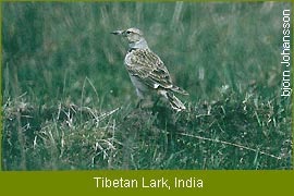 Tibetan Lark, India    