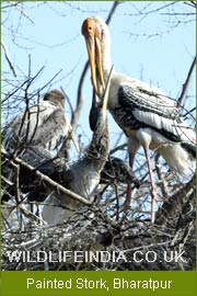 Painted Stork - Bharatpur, Birding Tour India, Bird Watching India, Indian Bird Tour      