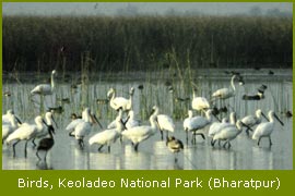 Birds at Bharatpur National Park