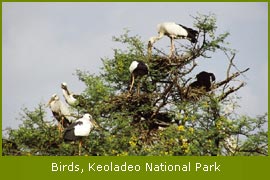 Birds at Bharatpur Birds Sanctuary