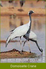 Demoiselle Crane, Birding Tour India, Indian Birding Tour 