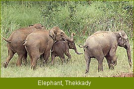 Elephant  - Thekkady, Kerala Wildlife Tour, Indian Wildlife Tour    