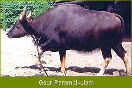 Gaur - Parambikolam, Kerala Wildlife Tour, Wildlife Tour India    