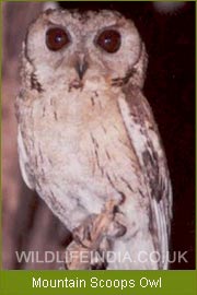Mountain Scoops Owl - Kolkata, Bird Tour India, Indian Birding Tour 