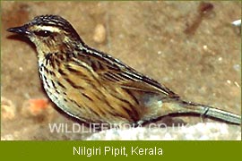 Nilgiri Pipit, Kerala Birding Tour, Birding Tour India
