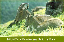 Nilgiri Tahr - Eravikulam National Park, Kerala Travels & Tours   