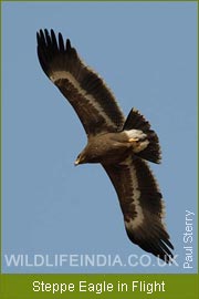 Steppe Eagle in Flight, Birding Tour India, North India Birding Trip 