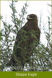 Steppe Eagle, Bird Tour India, Bird Watching Tour  