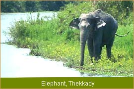 Elephant  - Thekkady, Kerala Wildlife Tour, Wildlife Travel & Tours 