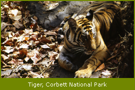 Tiger at Corbett Natioal Park