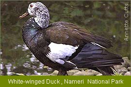 White-Winged Duck, Nameri, Birding Tour India, India Birding Tour 