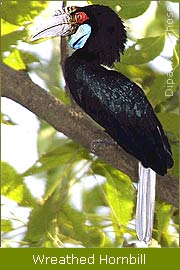 Wreathed Hornbill - Saikhowa, Bird Tour India, Indian Birding Tour 