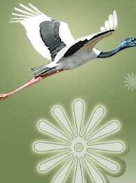 Painted Necked Stork, Bharatpur