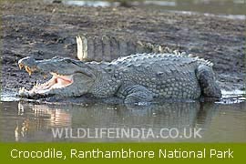Crocodile, Ranthambore National Park, Indian Wildlife Filming Trips  