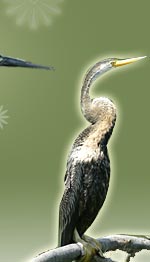 Darter, Bharatpur Bird Tour