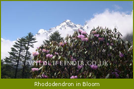 Rhododendron in Bloom , Kanchanjunga Trek