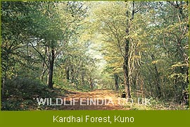 Kardhai Forest, Kuno 