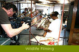 Wildlife Filming & Photographic Expeditions 