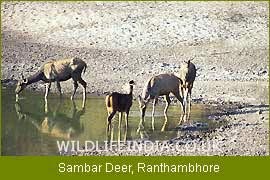 Sambar, Ranthambore National Park, Wildlife Filming Trips