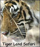 Tigerland Safari, Wildlife Tour India 