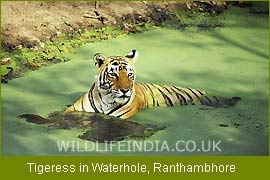 Wildlife Filming Trips, Indian Wildlife Trips 
