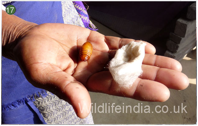 Rearing Silk Worms and Weaving Fabric