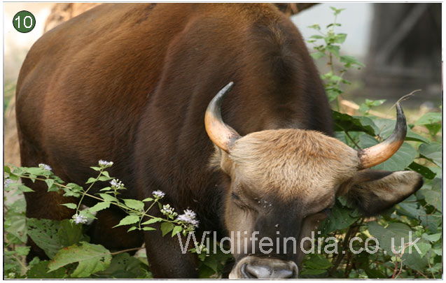 Manas National Park