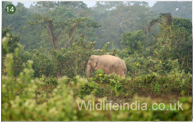 Manas National Park