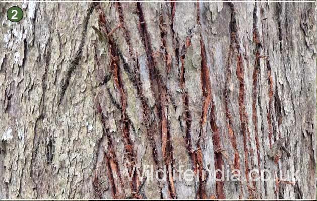 Tiger claws on the bark of the tree at Kaziranga National Park