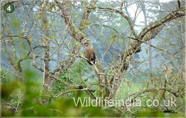 Kaziranga National Park