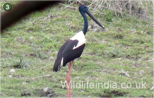 Black Neck Stork at Kaziranga National Park