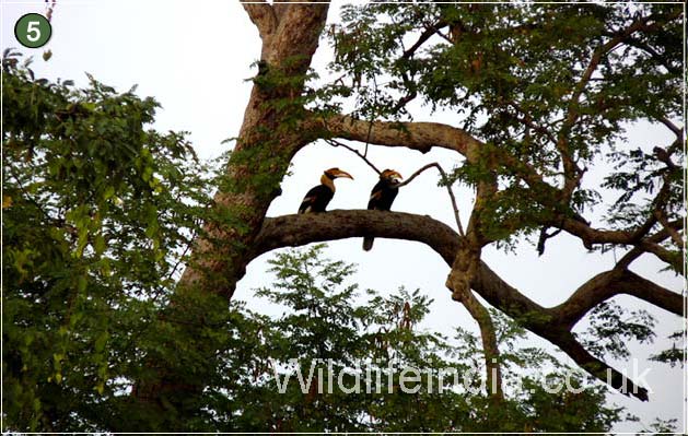 A pair of Great Hornbill at Kaziranga National Park