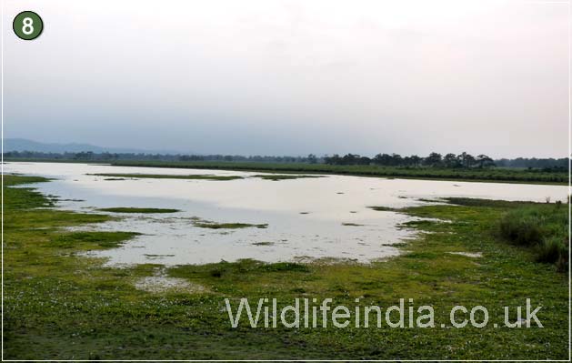 Kaziranga National Park