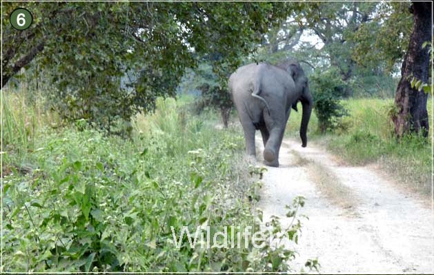 Elephant at Kaziranga National Park