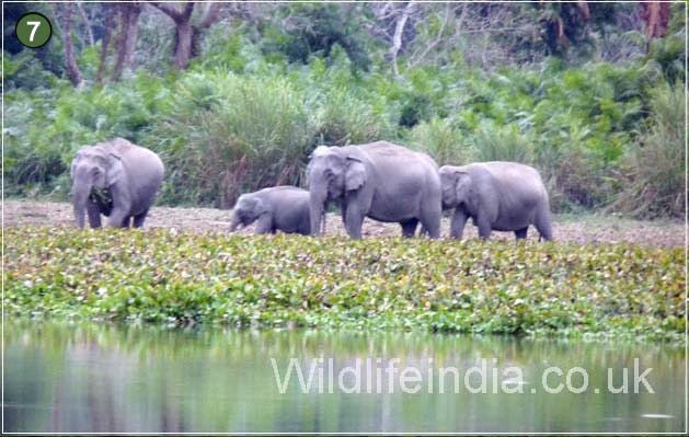 Herds of Elephants at Kaziranga National Park