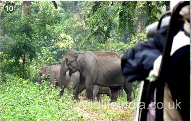 Elephants , Kaziranga 