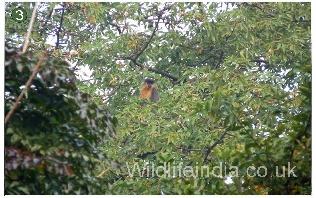 Capped Langurs high on the trees