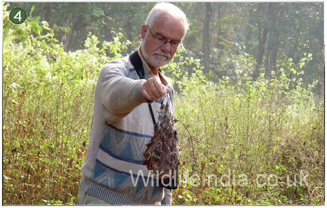 Dr. Jantschke soon spotted a Nest of Tree Ants