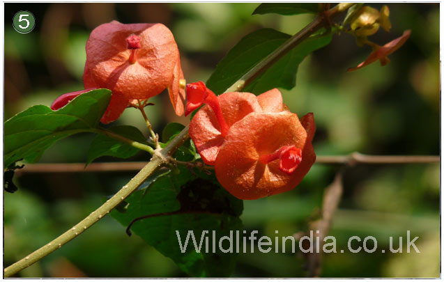 Flora of Manas 