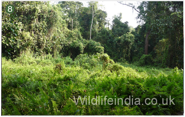 Manas National Park