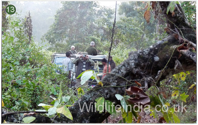 Manas National Park