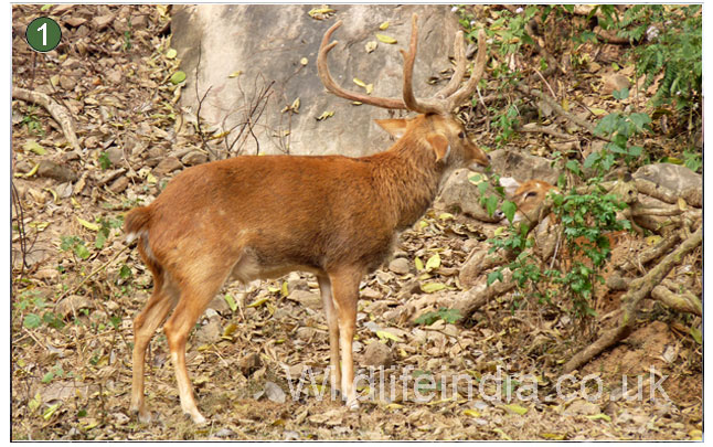  Manas National Park