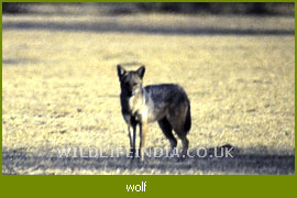 Indian Wolf, Wolf Family of India