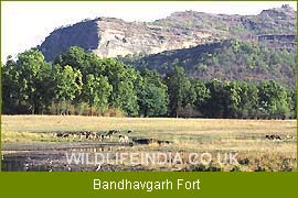 Bandhavgarh Fort, Bandhavgarh National Park 
